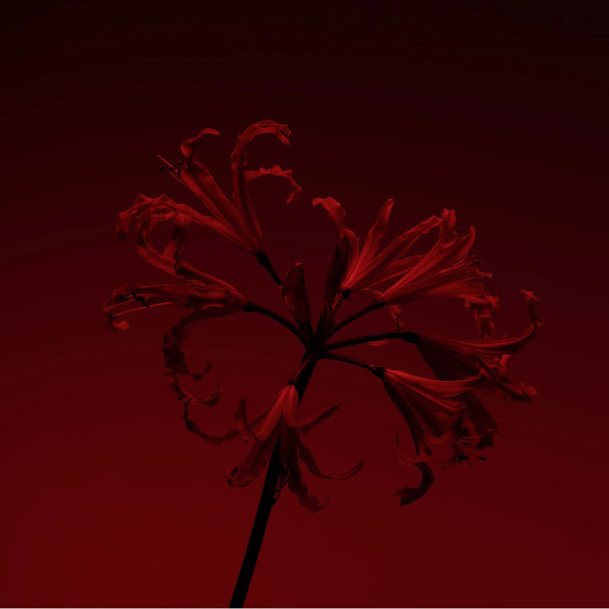 Molecule 01 + Champaca - Escentric Molecules - Image 5